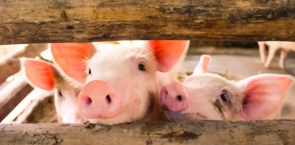 proveedores mayoristas de vacunas